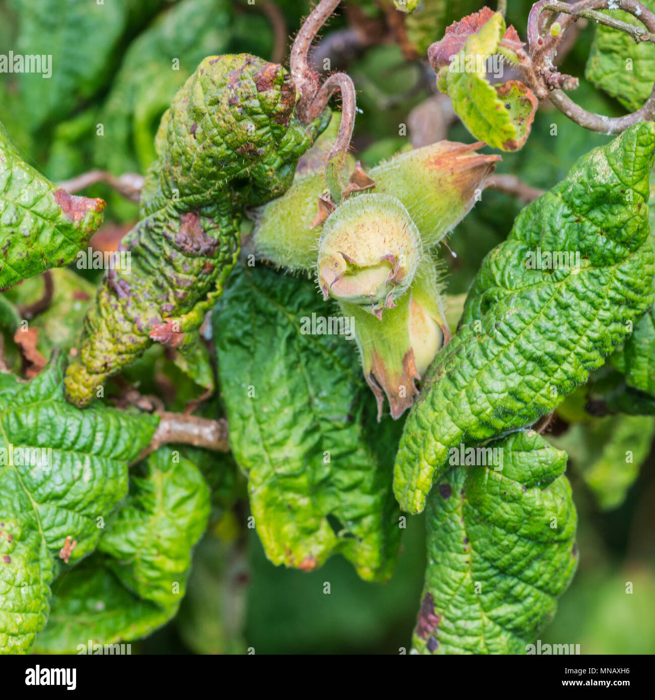Eine Makroaufnahme von einigen Haselnüsse wachsen auf einem Verdrillten