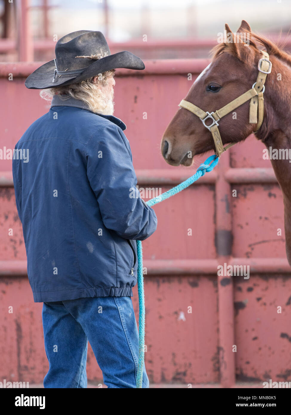 Authentische Working Cowboy Stockfoto