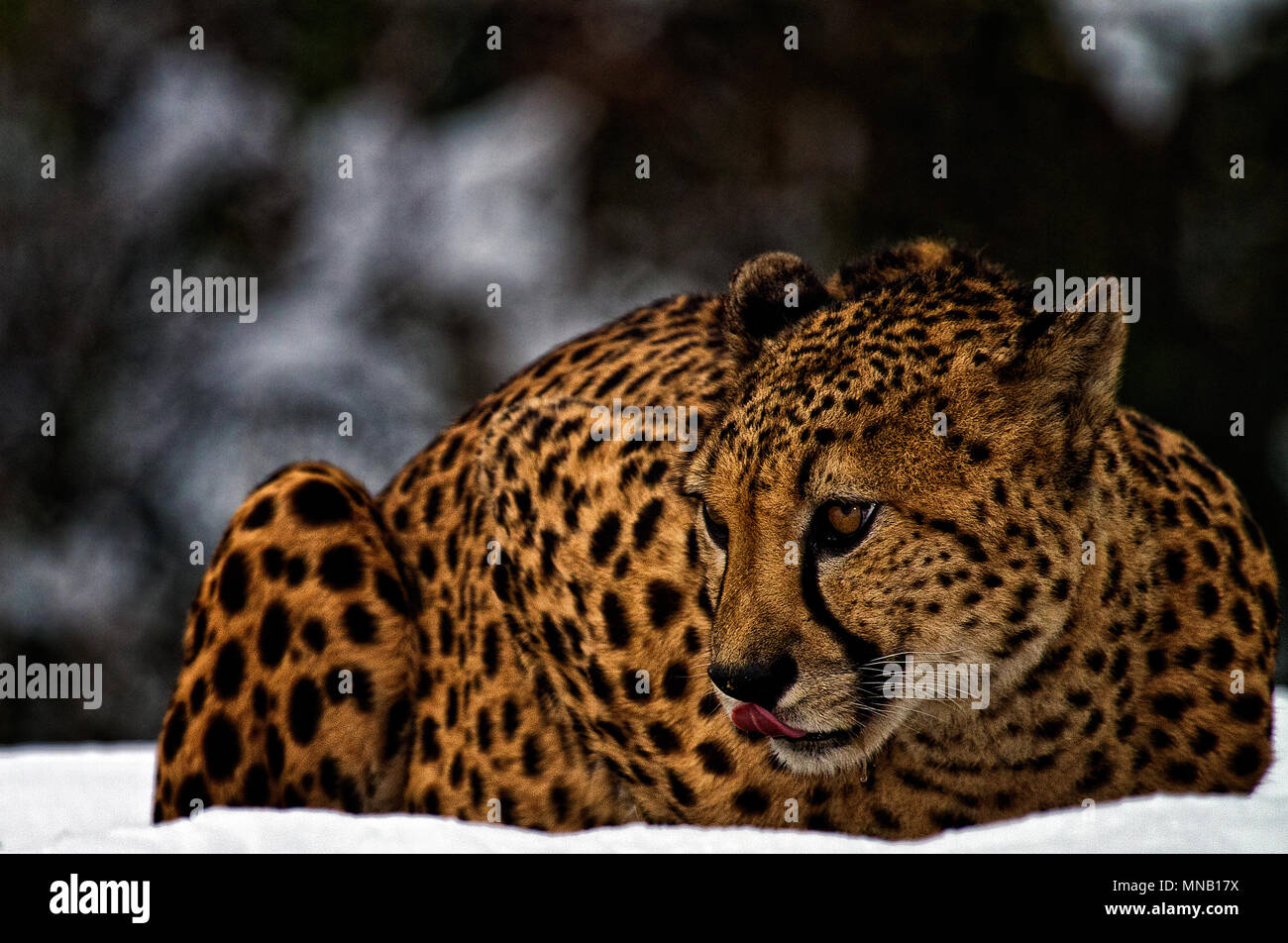 Cheetah im Schnee. Stockfoto