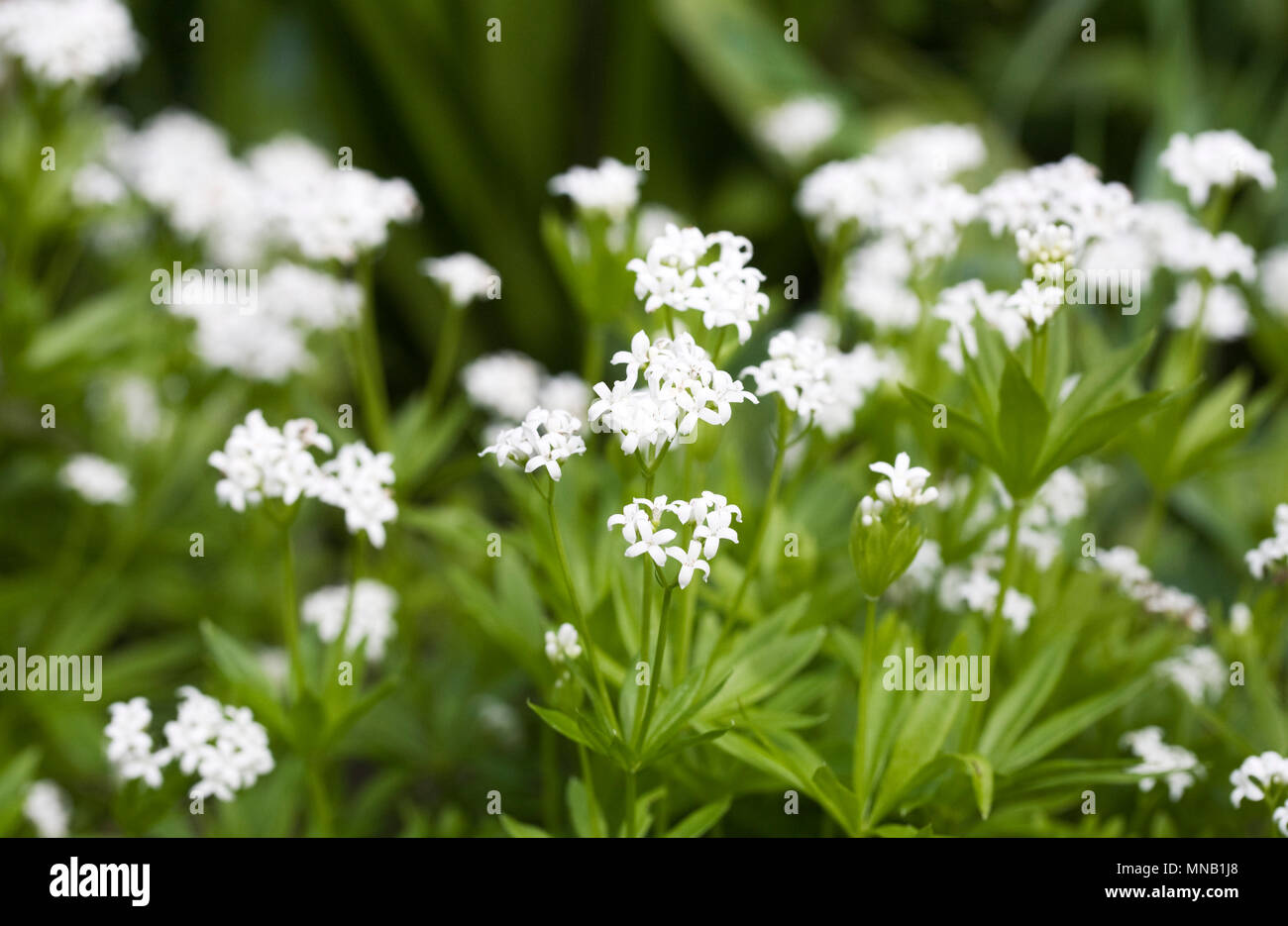 Galium odoratum Blumen im Frühling. Süße Waldmeister. Stockfoto