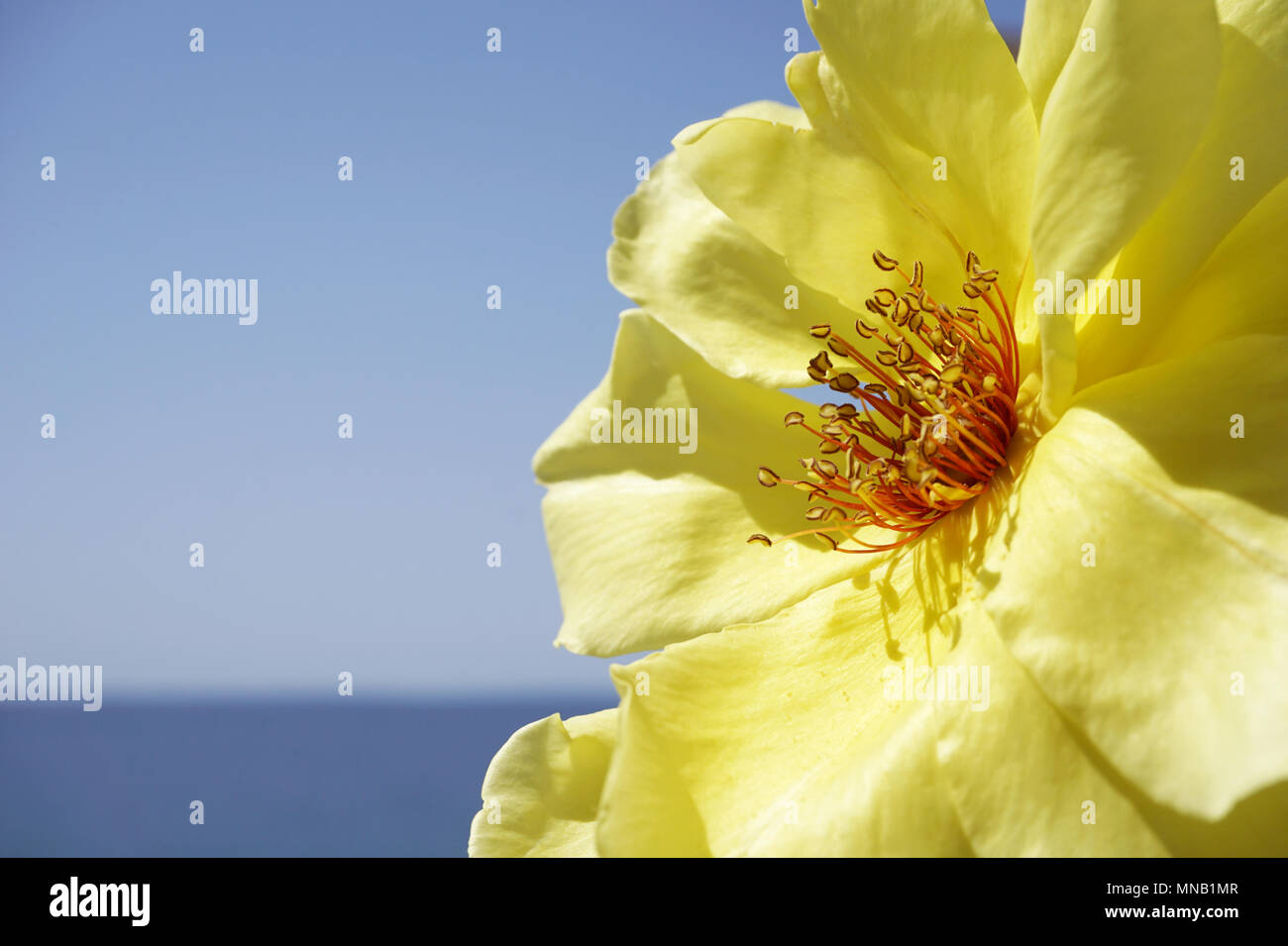 Gelbe Rose Blume Nahaufnahme Auf Den Kontrast Blau Des Meeres Und Des Himmels Mit Kostenlosen Platz Fur Text Stockfotografie Alamy