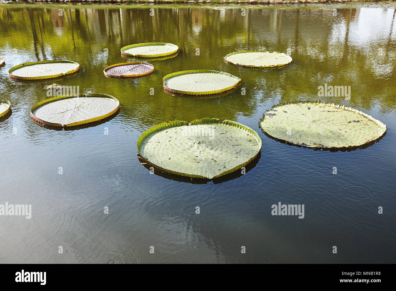 Eine Gruppe von großen grünen Lotus Blätter im Teich mit Sonne Licht Reflexion über das ruhige Wasser Stockfoto