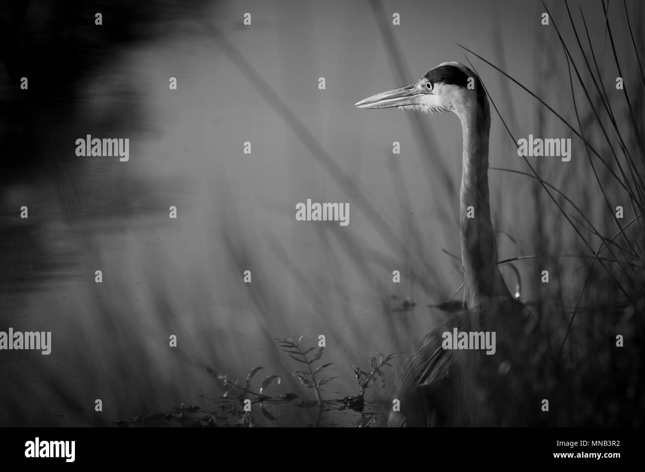 Reiher wartet im Schilf in Schwarz und Weiß, Bushy Park, Surrey Stockfoto