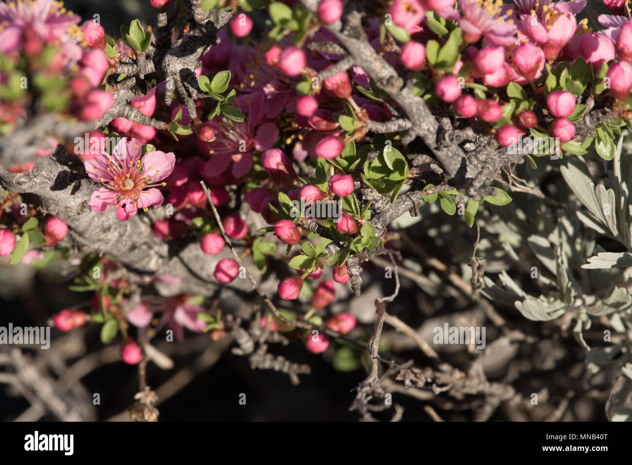 Wüste Pfirsich (Prunus andersonii) frühling Wildblumen blühen in den McGee Canyon in der östlichen Berge der Sierra Nevada. Kalifornien, USA Stockfoto