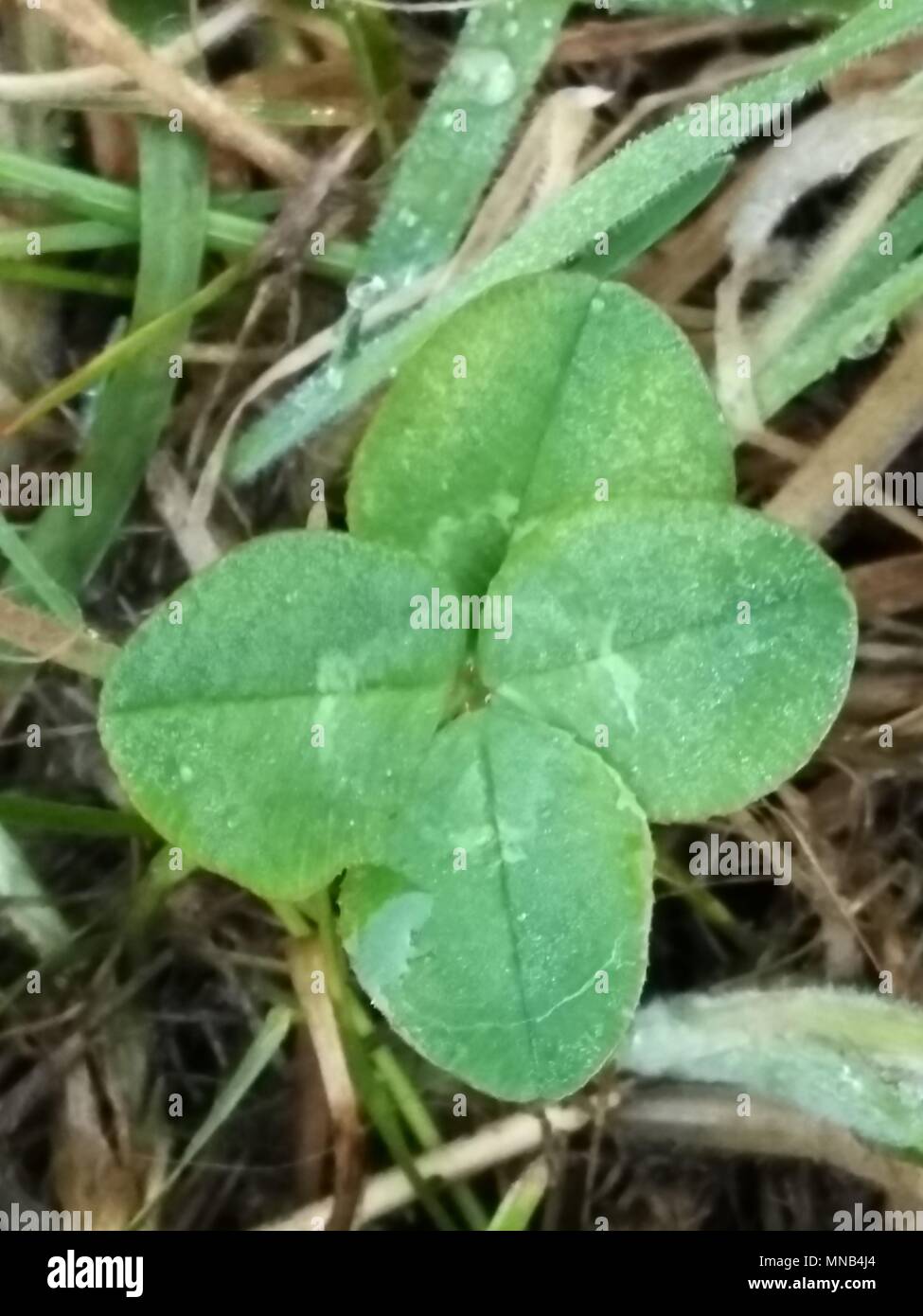 Vierblättriges Kleeblatt Stockfoto