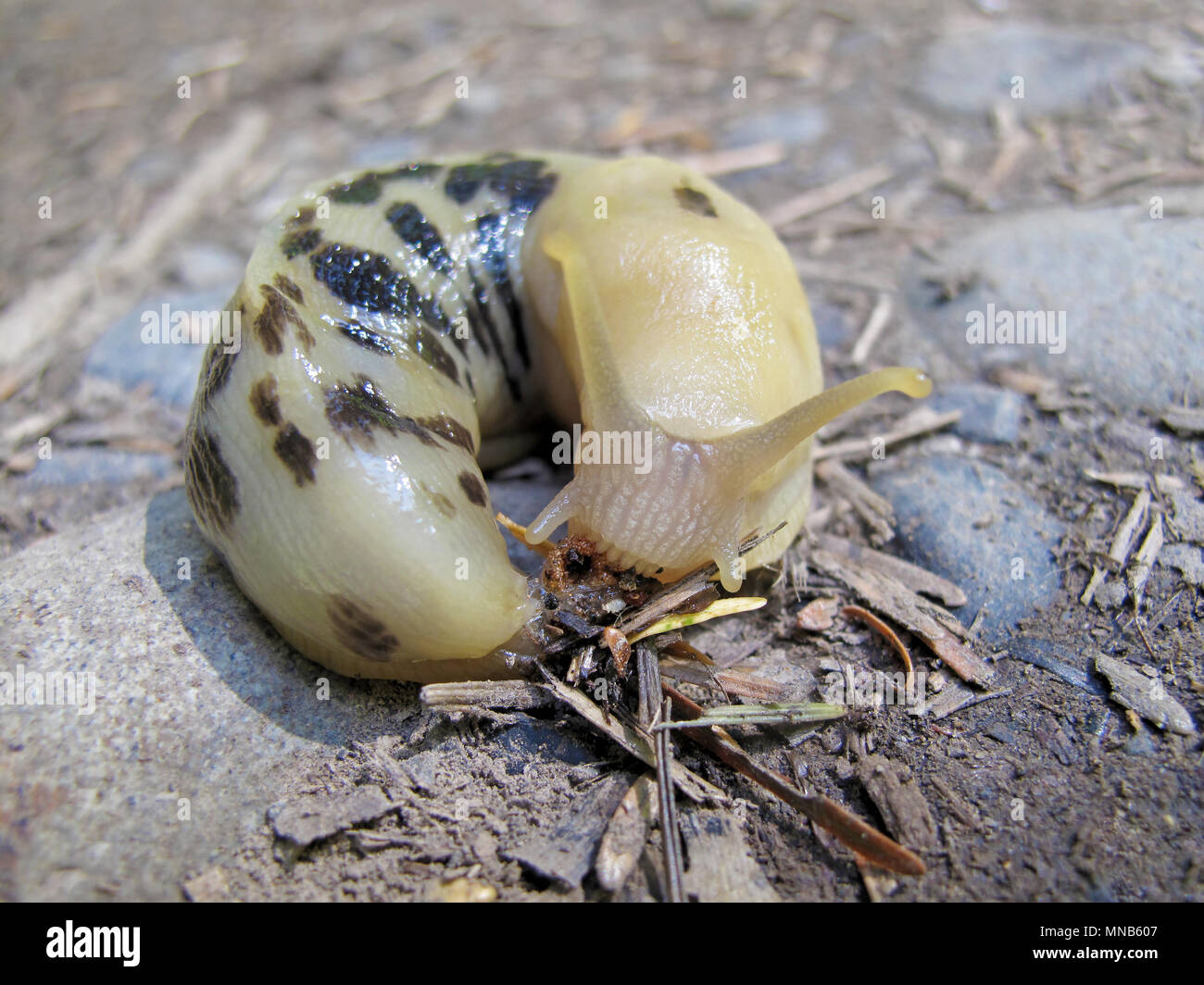 Banane Slug, lateinischer Name Ariolimax, Olympic National Park, USA Stockfoto