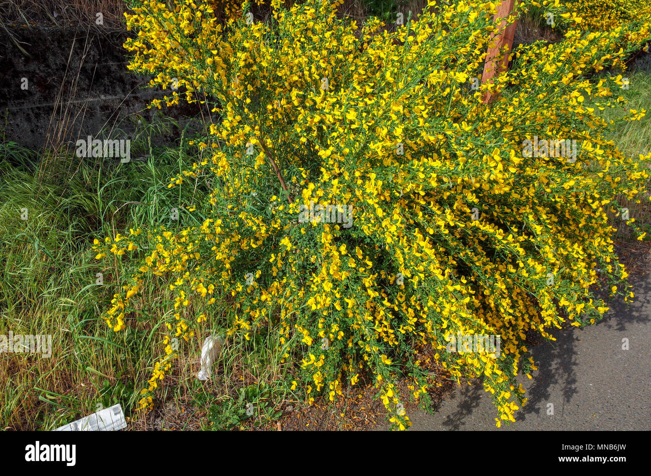 Cytisus scoparius Angriffsunkraut wild wachsenden Stockfoto