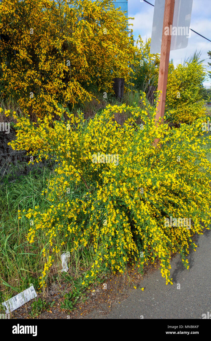 Cytisus scoparius Angriffsunkraut wild wachsenden Stockfoto