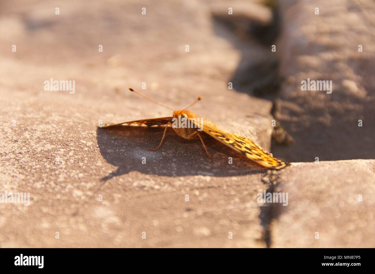 Nahaufnahme der Schmetterling auf Rock Stockfoto