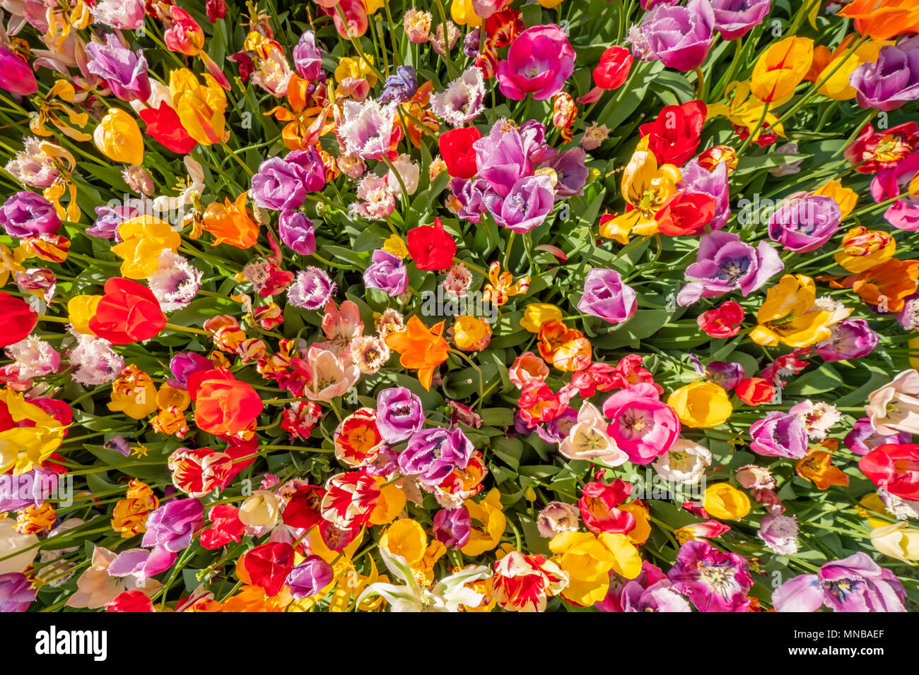 Bunte Tulpen in voller Blüte und gerichtet auf die Sonne mit ihren schönen Farben gegen den blauen Himmel Stockfoto