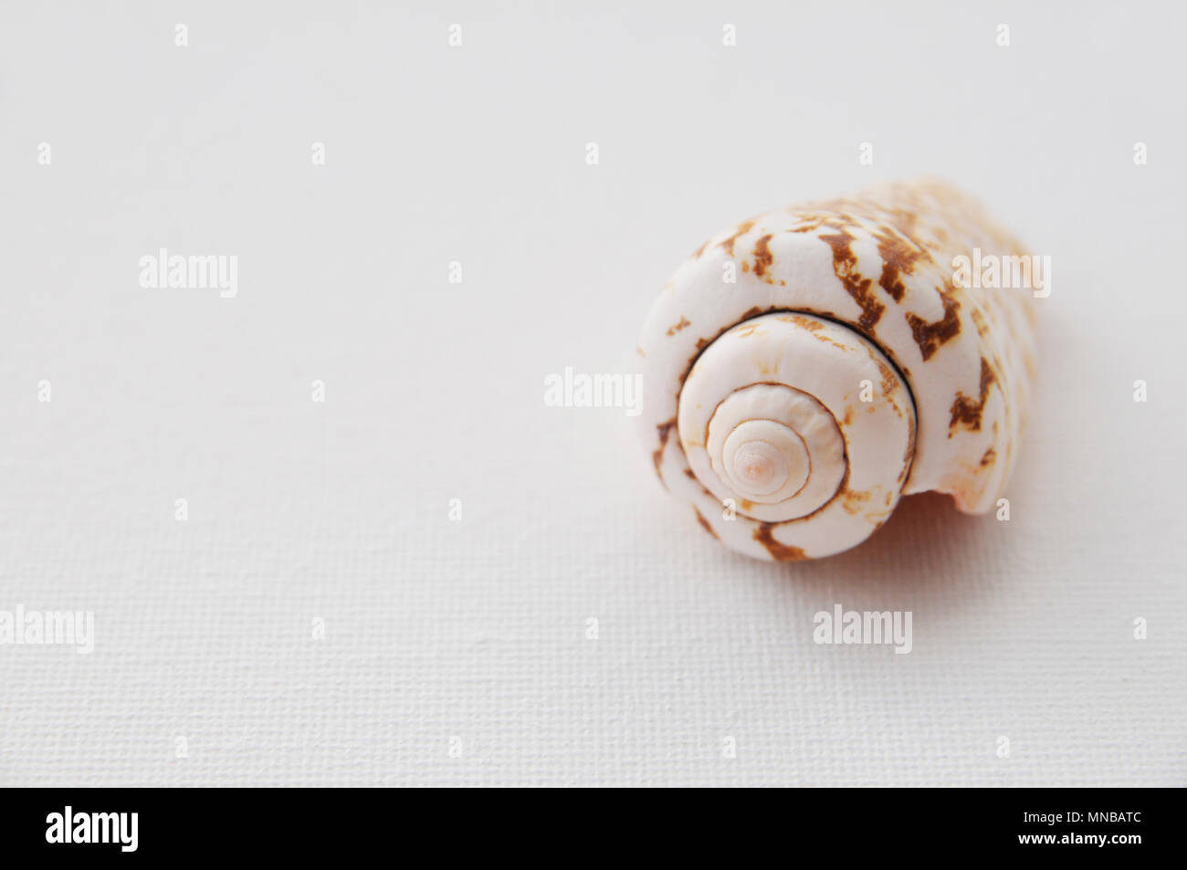 Seashell auf der weißen Leinwand Hintergrund mit Kopie Raum Stockfoto