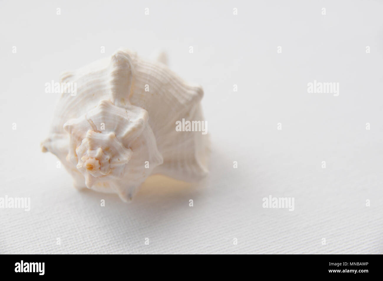 Weiße Muschel auf der weißen Leinwand Hintergrund mit Kopie Raum Stockfoto