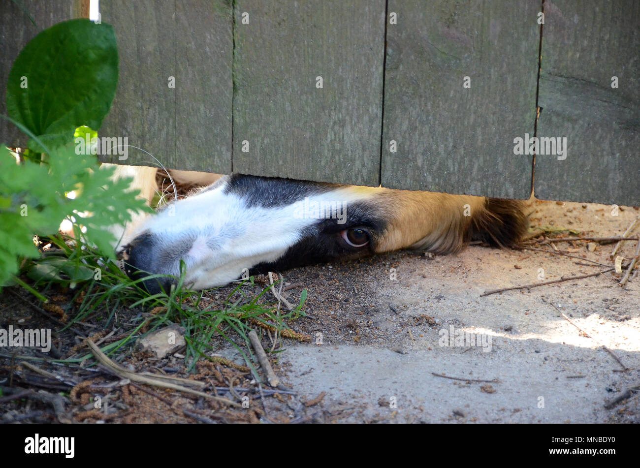 Die Nase und ein Auge eines Barsoi Hund guckt durch ein Gartentor, das Tier hat eine Sehnsucht Ausdruck. Stockfoto