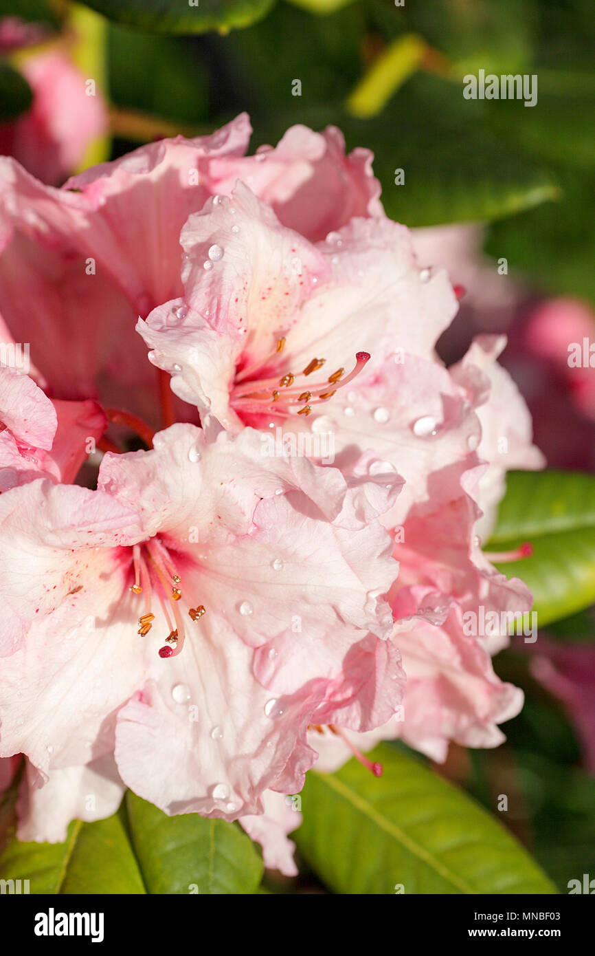 Rhododendron 'Winsome', gesehen hier im Frühling in der Peter Wheeler's (Fotograf) Vorgarten in Shropshire. Stockfoto