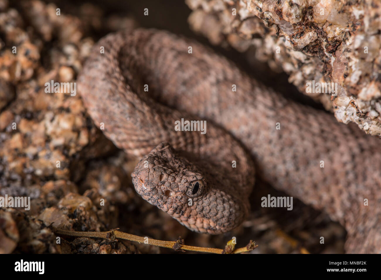 Südwesten gefleckte Klapperschlange (Crotalus pyrrhus) von Maricopa County, Arizona, USA. Stockfoto