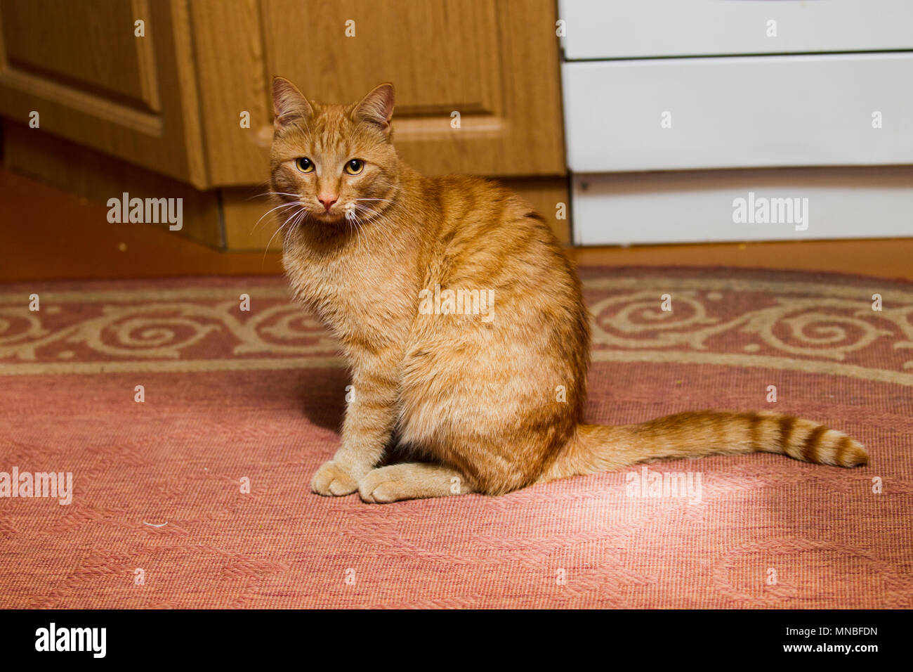 Rote Katze sitzt auf dem Boden des Hauses, die Küche, künstlich Licht leuchtet Stockfoto