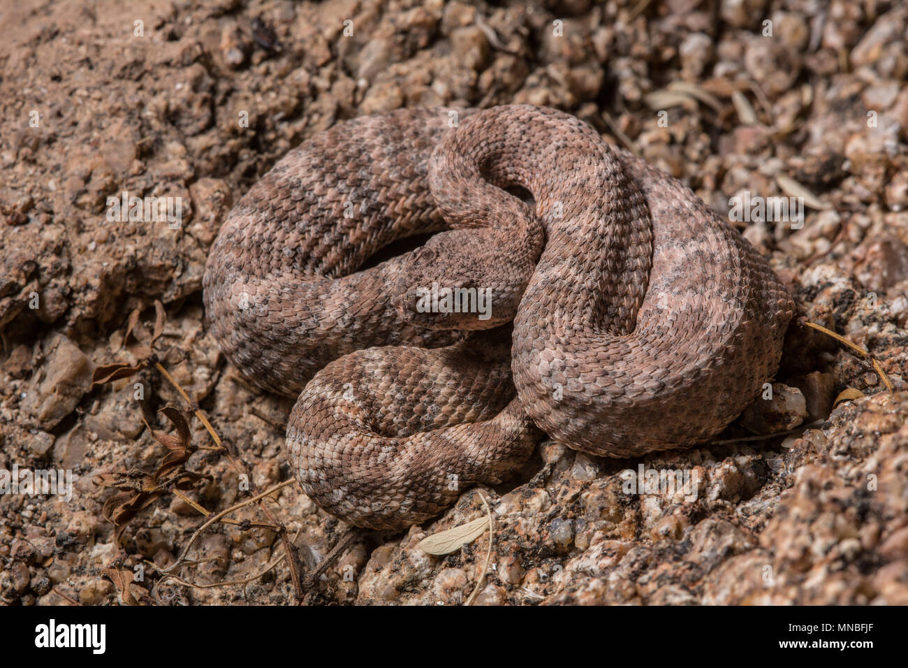 Südwesten gefleckte Klapperschlange (Crotalus pyrrhus) von Maricopa County, Arizona, USA. Stockfoto