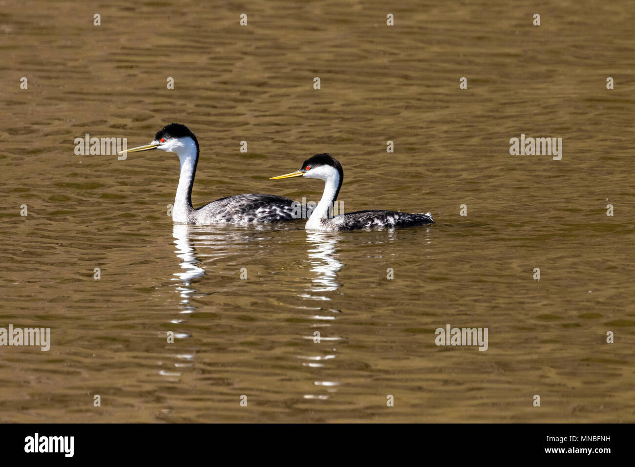 Männliche und weibliche Western Haubentaucher in der Howard Bay am oberen Klamath See, Oregon. Stockfoto