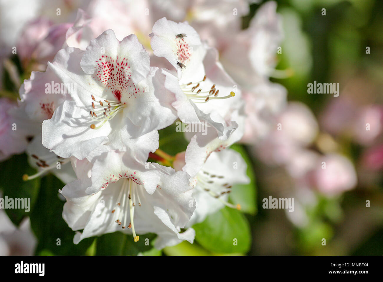 Rhododendron 'Doctor Rieger' Ihre im hinteren Garten von Fotograf Peter Wheeler's Home in Shropshire, England. Stockfoto