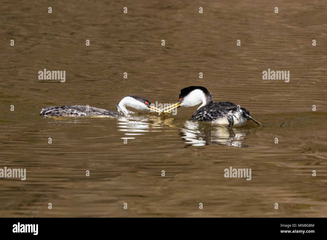 Western Haubentaucher an ihren Brutplätzen im oberen Klamath Lake, Oregon. Das Männchen füttert das Weibchen während der balz das Paar Bindung zu stärken. Stockfoto