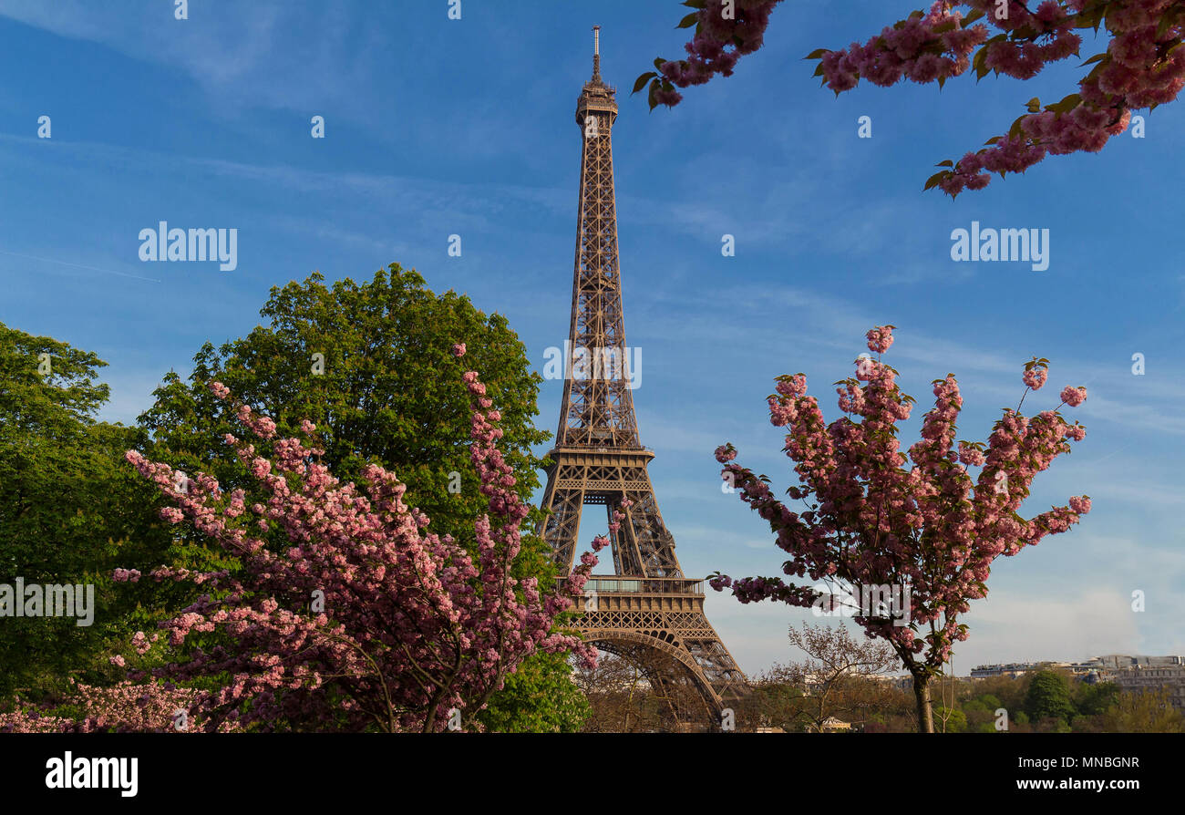 Der Eiffelturm in Paris an einem sonnigen Frühlingstag hinter Kirschblüten Stockfoto