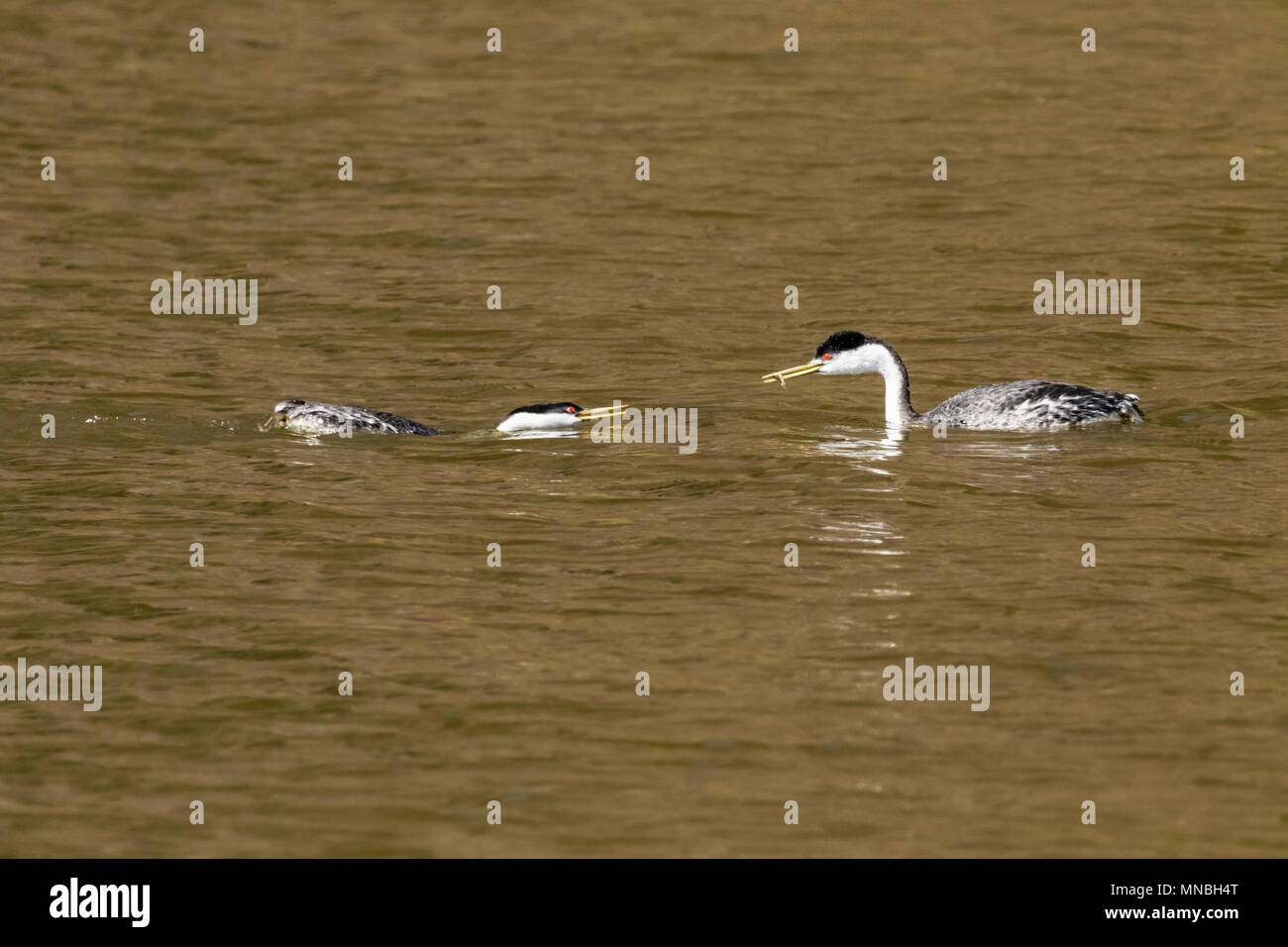 Western Haubentaucher an ihren Brutplätzen im oberen Klamath Lake, Oregon. Das Männchen füttert das Weibchen während der balz das Paar Bindung zu stärken. Stockfoto