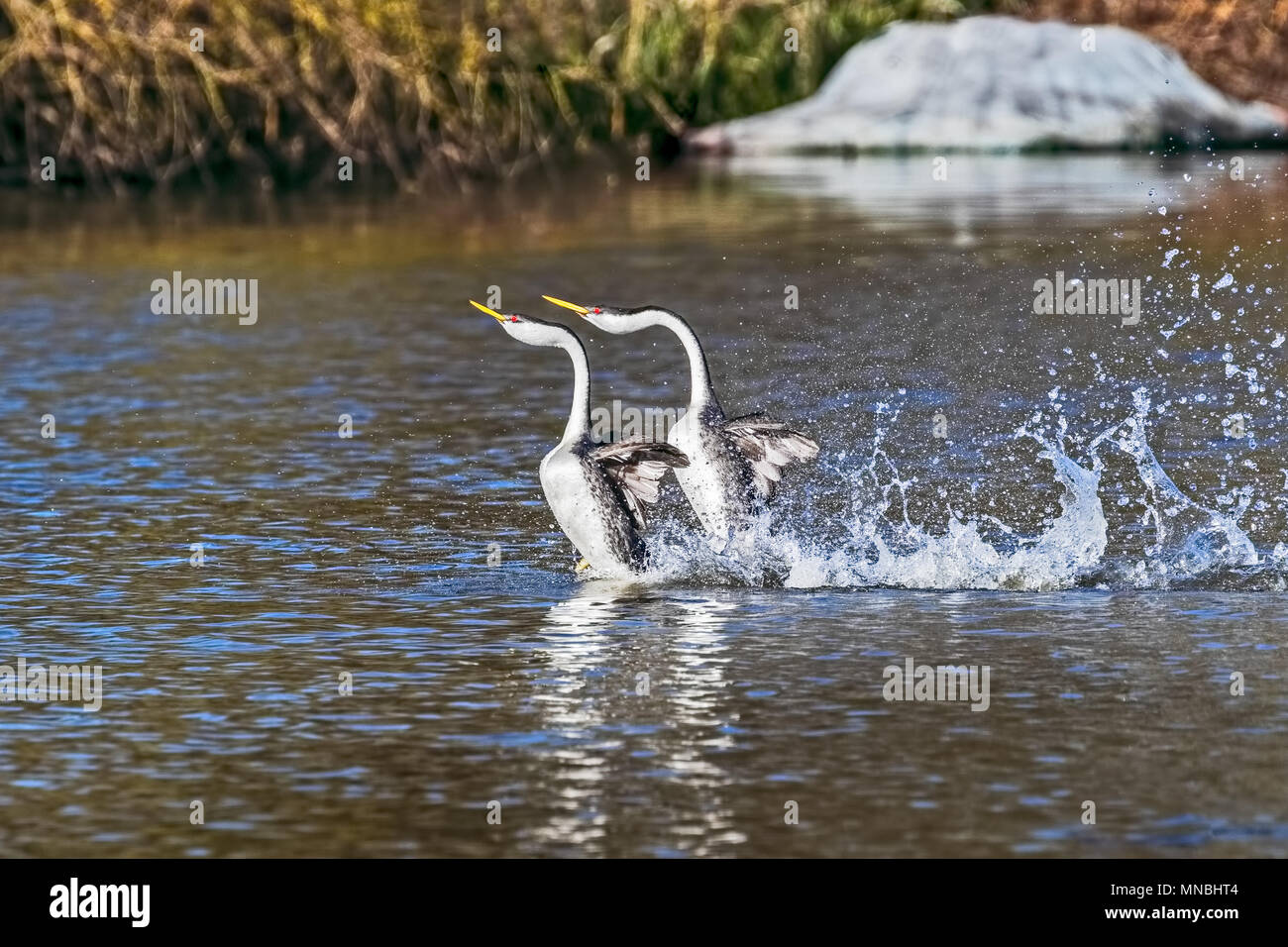 Zwei westlichen Haubentaucher führen ihre spektakulären Paarung 'Dance', hetzen, über das Wasser in den oberen Klamath See in Oregon, USA. Stockfoto