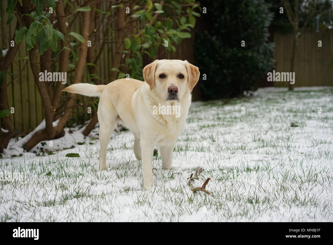 Gelbe Labrador Retriever stehend im verschneiten Garten im März Stockfoto