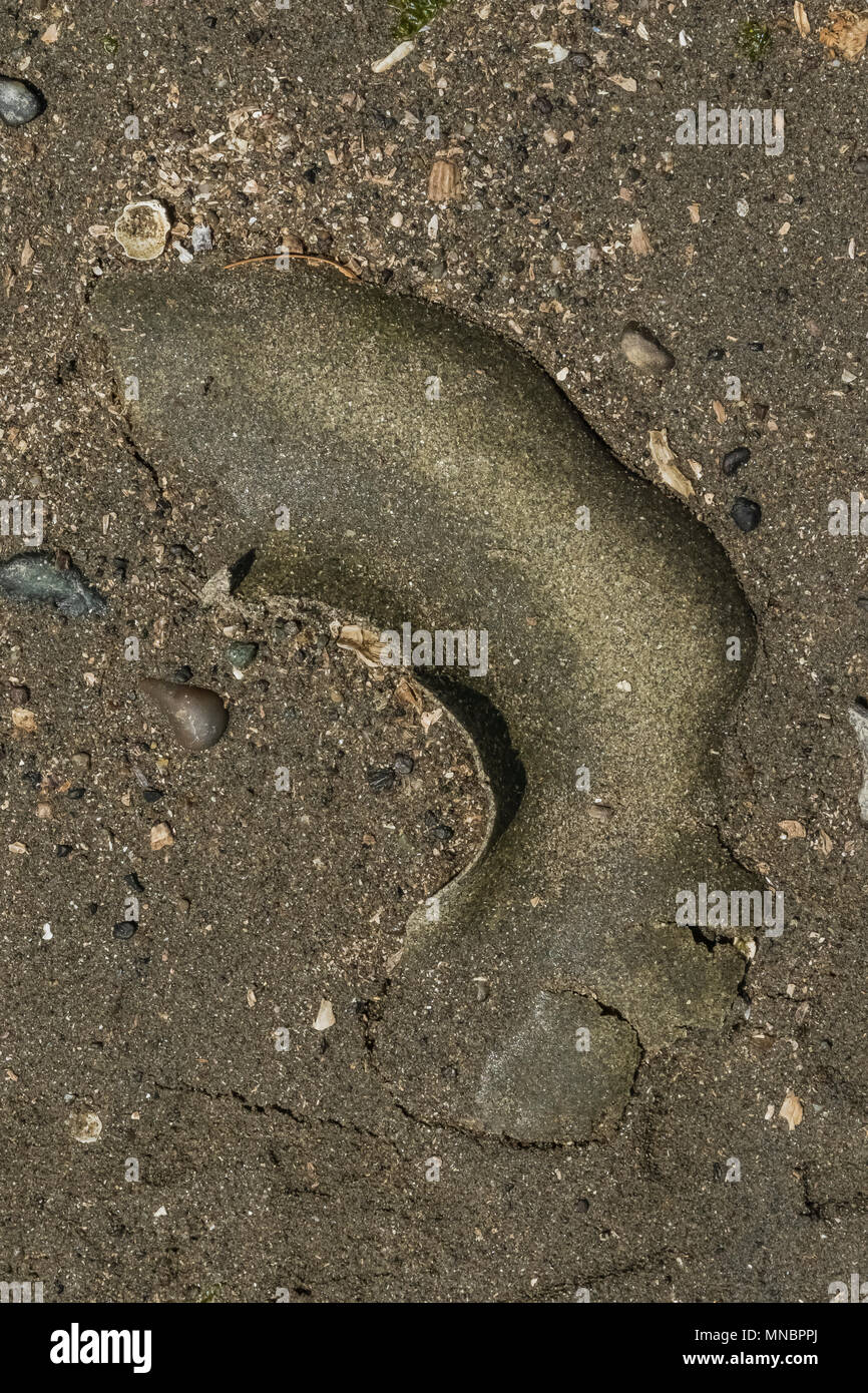 Sand Kragen mit Eiern von Lewis' Moonsnail, lewisii Euspira, aka Polinices lewisii oder Neverita lewisii, bei Ebbe entlang dem Ufer von Puget Soun Stockfoto