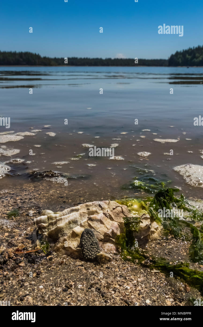 Pazifische Auster, Magallana gigas, aka Japanische Auster und Crassostrea gigas, bei Ebbe entlang dem Ufer von Puget Sound im Arcadia, Mason County, Stockfoto