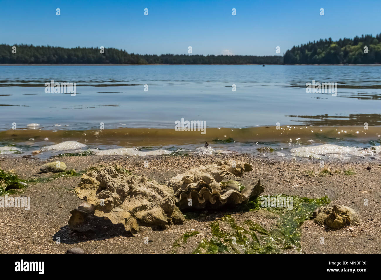 Pazifische Auster, Magallana gigas, aka Japanische Auster und Crassostrea gigas, bei Ebbe entlang dem Ufer von Puget Sound im Arcadia, Mason County, Stockfoto