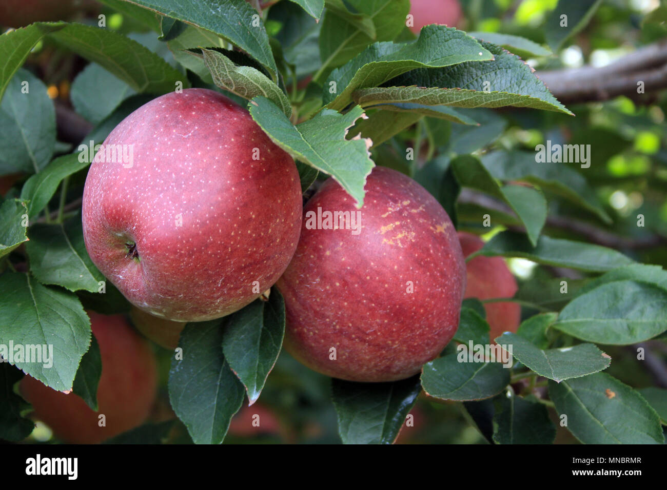 Zwei Äpfel in einem Baum hängen von einer Niederlassung. Außerhalb von Apple Orchard. Nahrung aus der Natur gewachsen. Süße Frucht zentriert doppel verbindung. Red Delicious Stockfoto