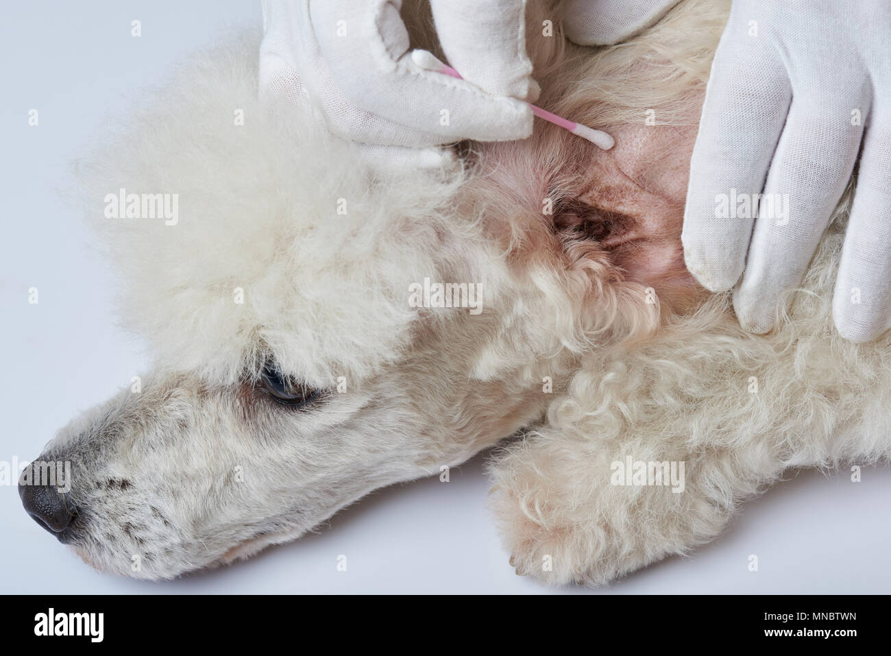 Die Pflege von schmutzige Hunde Ohren Nahaufnahme Stockfoto