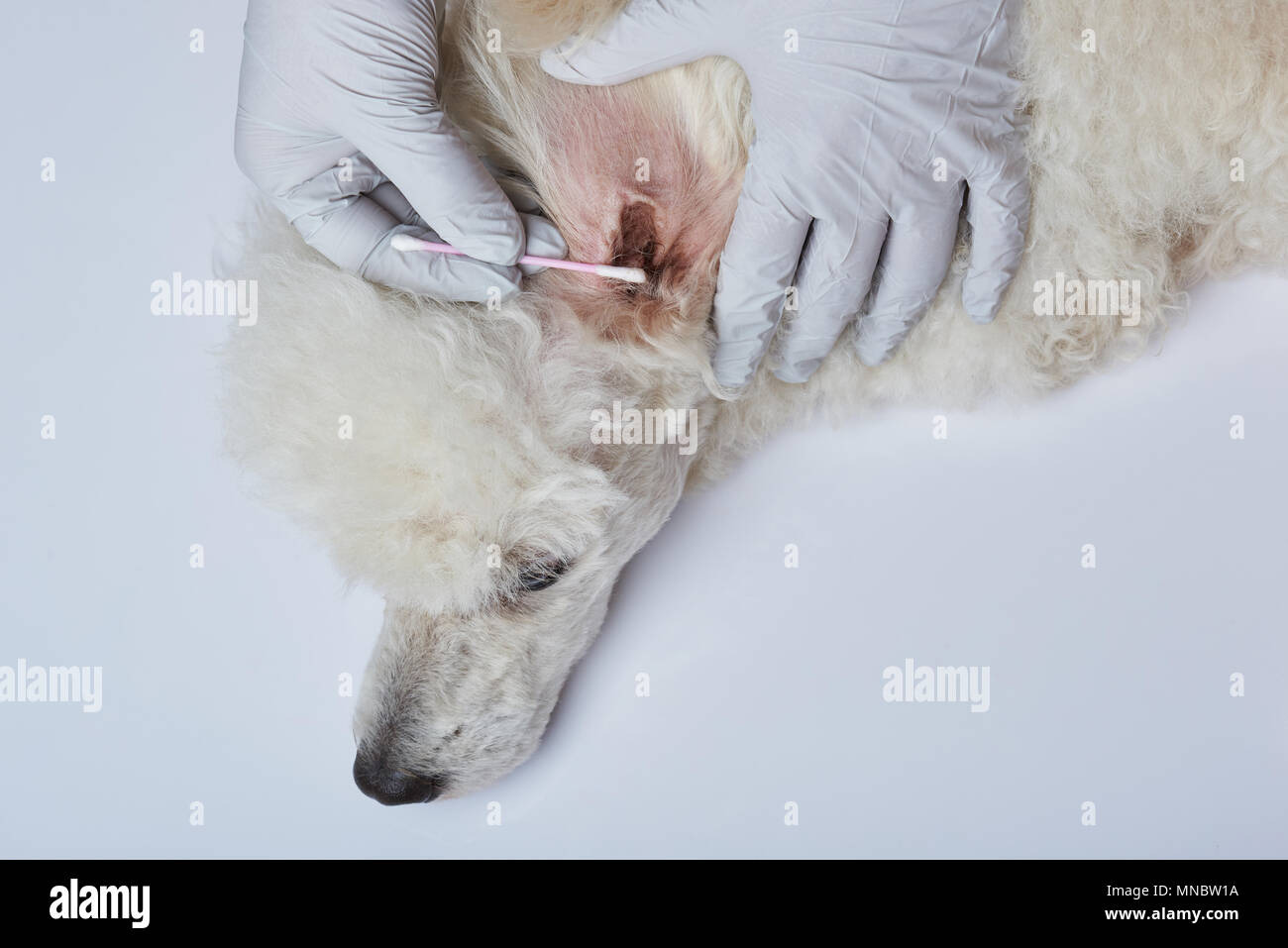 Infektionen bei Hund Ohr. Hände in Gummihandschuhe Kontrolle Hund Stockfoto