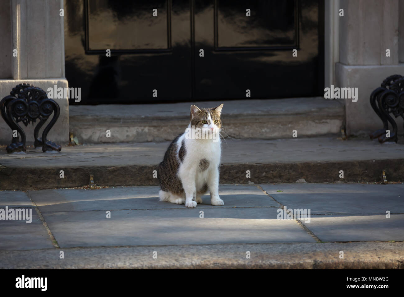 Larry die Katze draußen 10 Downing Street in London © Keith Larby/Alamy Stockfoto