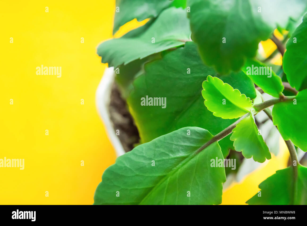 Kalanchoe Pinnata in weißen Topf auf gelben Hintergrund. Sonnenlicht. Lebendige frische grüne Blätter. Hohe Auflösung Banner Poster. Zimmer Pflanzen Innenraum Stockfoto