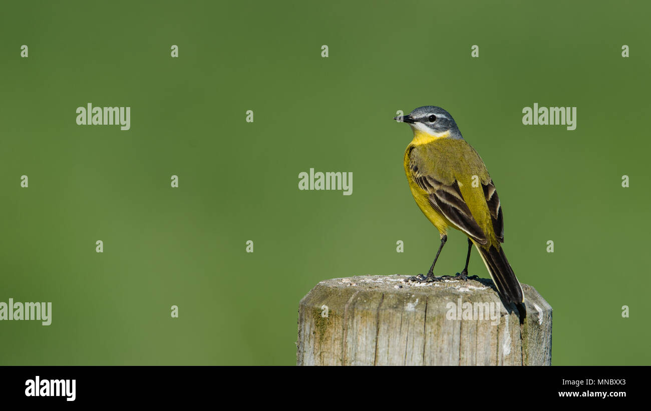 Schafstelze (Motacilla flava) das Hocken auf dem roundpole mit einem schönen grünen Bokeh. Stockfoto