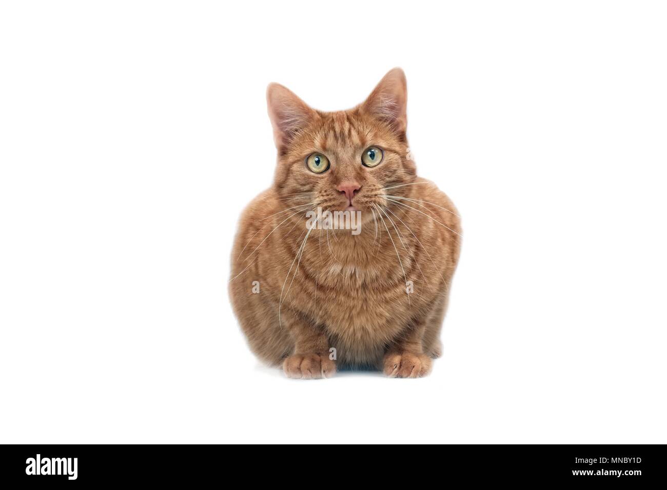 Cute ginger Cat schauen neugierig in die Kamera. Auf weissem Hintergrund. Stockfoto