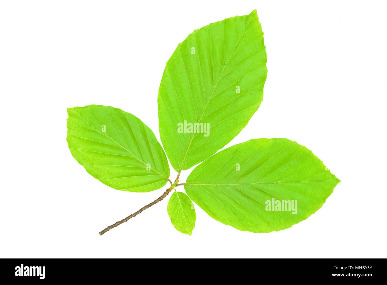 Neues Leben und Frühling Konzept - perfekt Grün und Hainbuche Blätter in close-up (hoch) Stockfoto