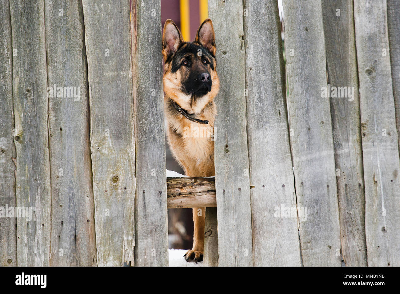 Hund hinter einem Zaun Stockfoto