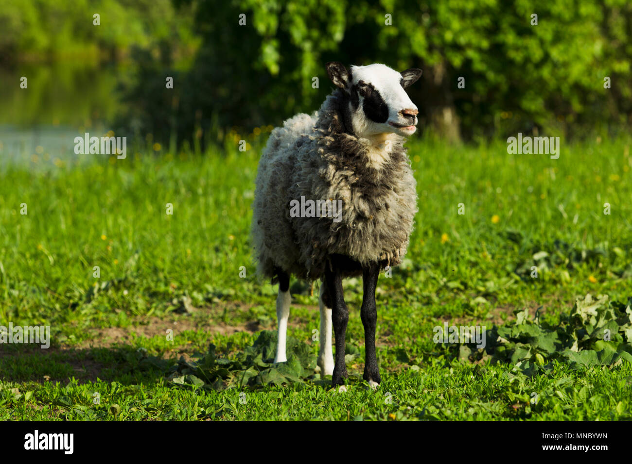 Schafe weiden am Ufer eines Reservoirs im Sommer sonnigen Tag Stockfoto