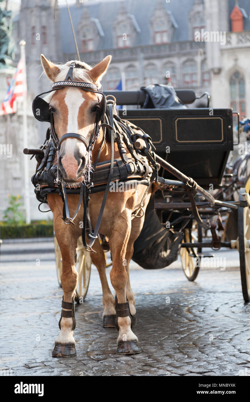 Belgien, Brügge, touristische Pferd und Wagen im Marktplatz. Stockfoto