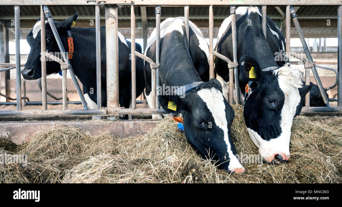 Reihe von Holstein Kühe füttern aus getrocknetem Gras in der Scheune auf niederländischen Bauernhof in Holland Stockfoto