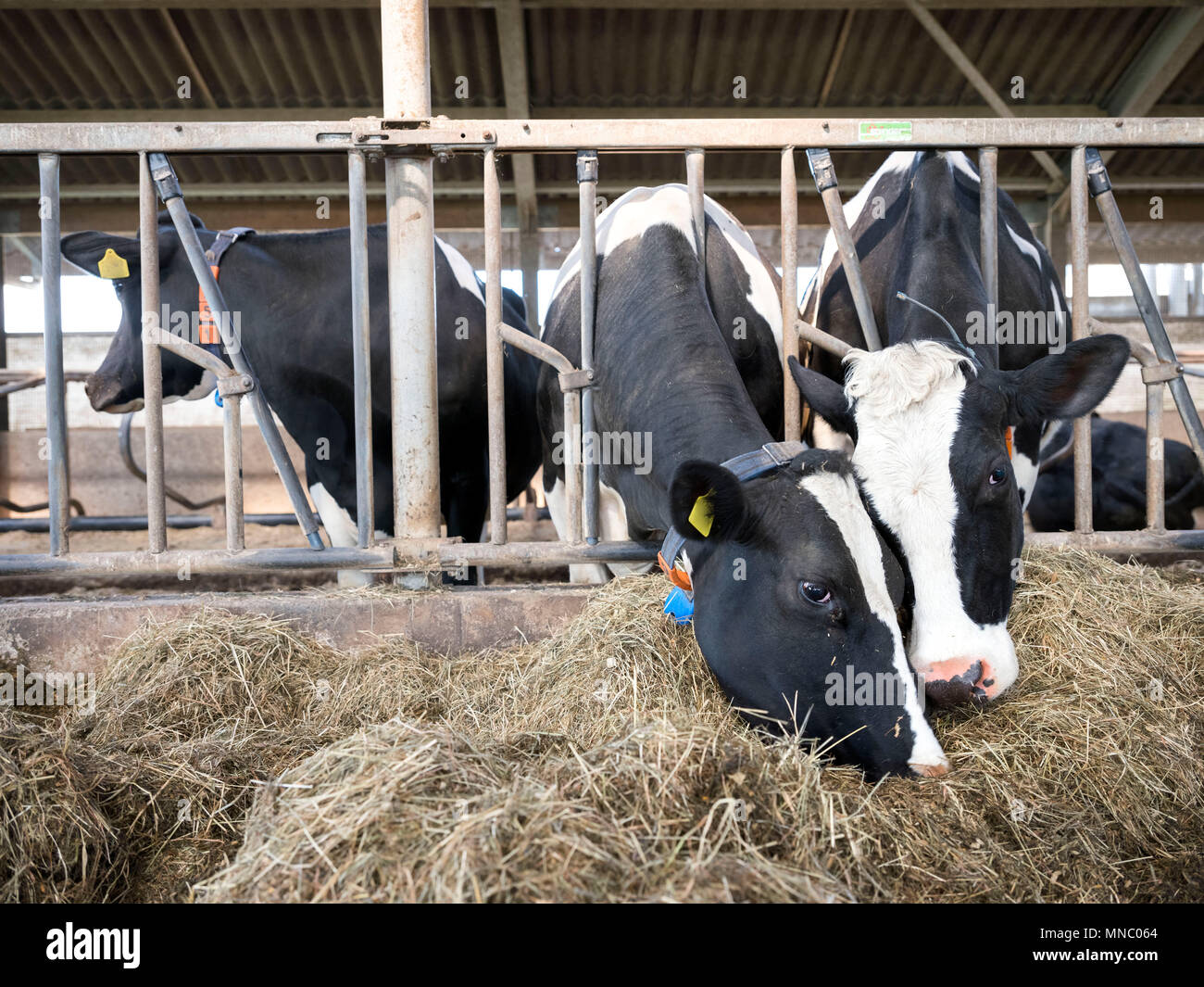 Reihe von Holstein Kühe füttern aus getrocknetem Gras in der Scheune auf niederländischen Bauernhof in Holland Stockfoto