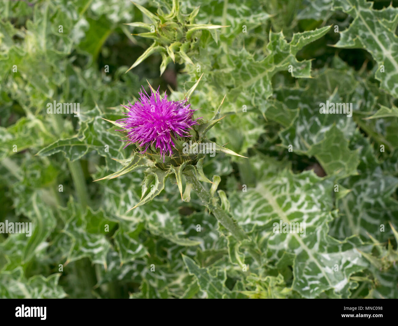 Pflanze Mariendistel Silybum marianum im Kräutergarten wächst Stockfoto