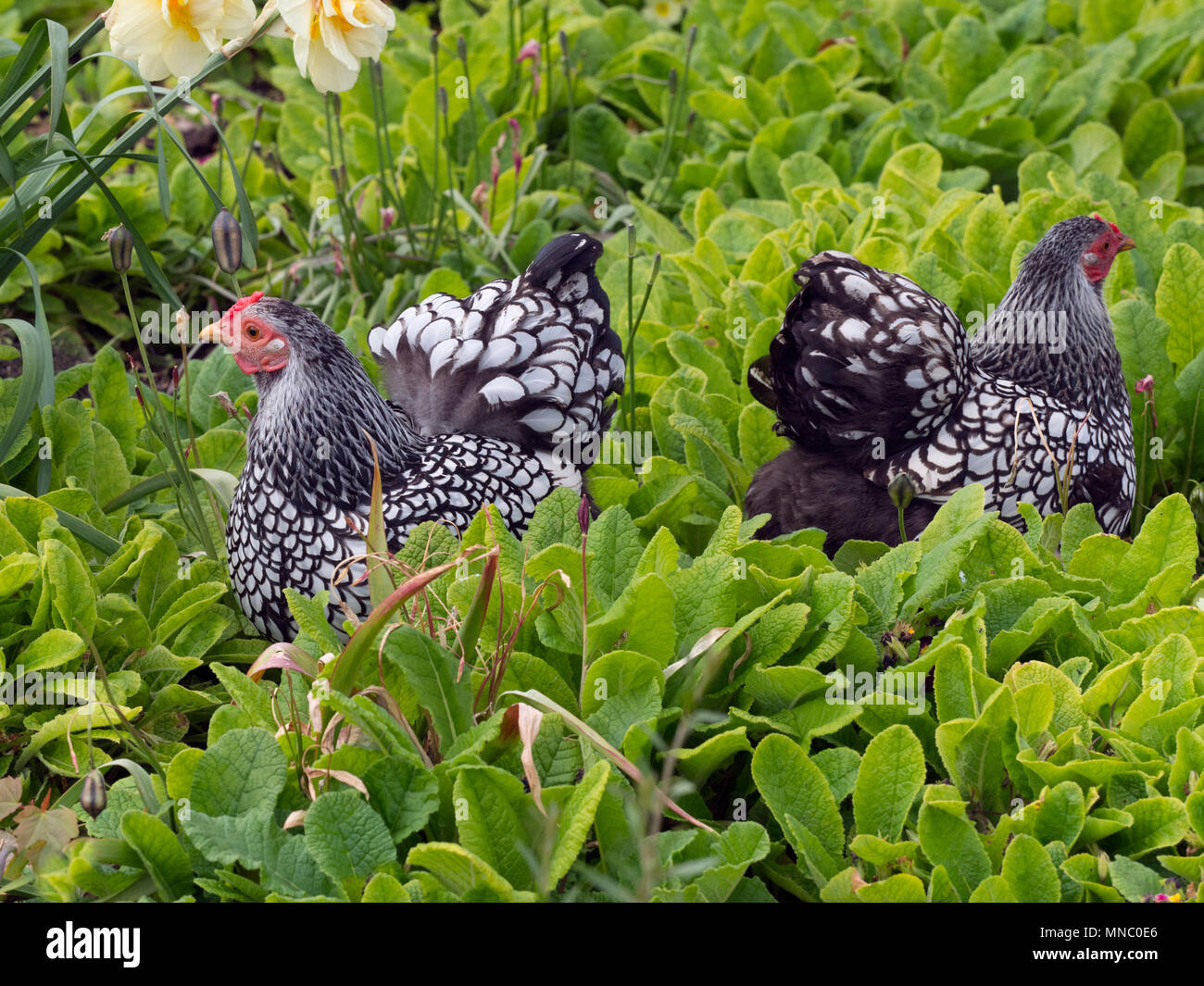 Silber-geschnürt Wyandotte Freilandhaltung im Garten Stockfoto