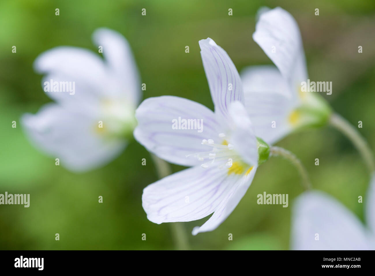 Gemeinsame Sauerklee (Oxalis Naiandinus) in Blüte in einem Waldgebiet in der Mendip Hills in Somerset, England. Stockfoto