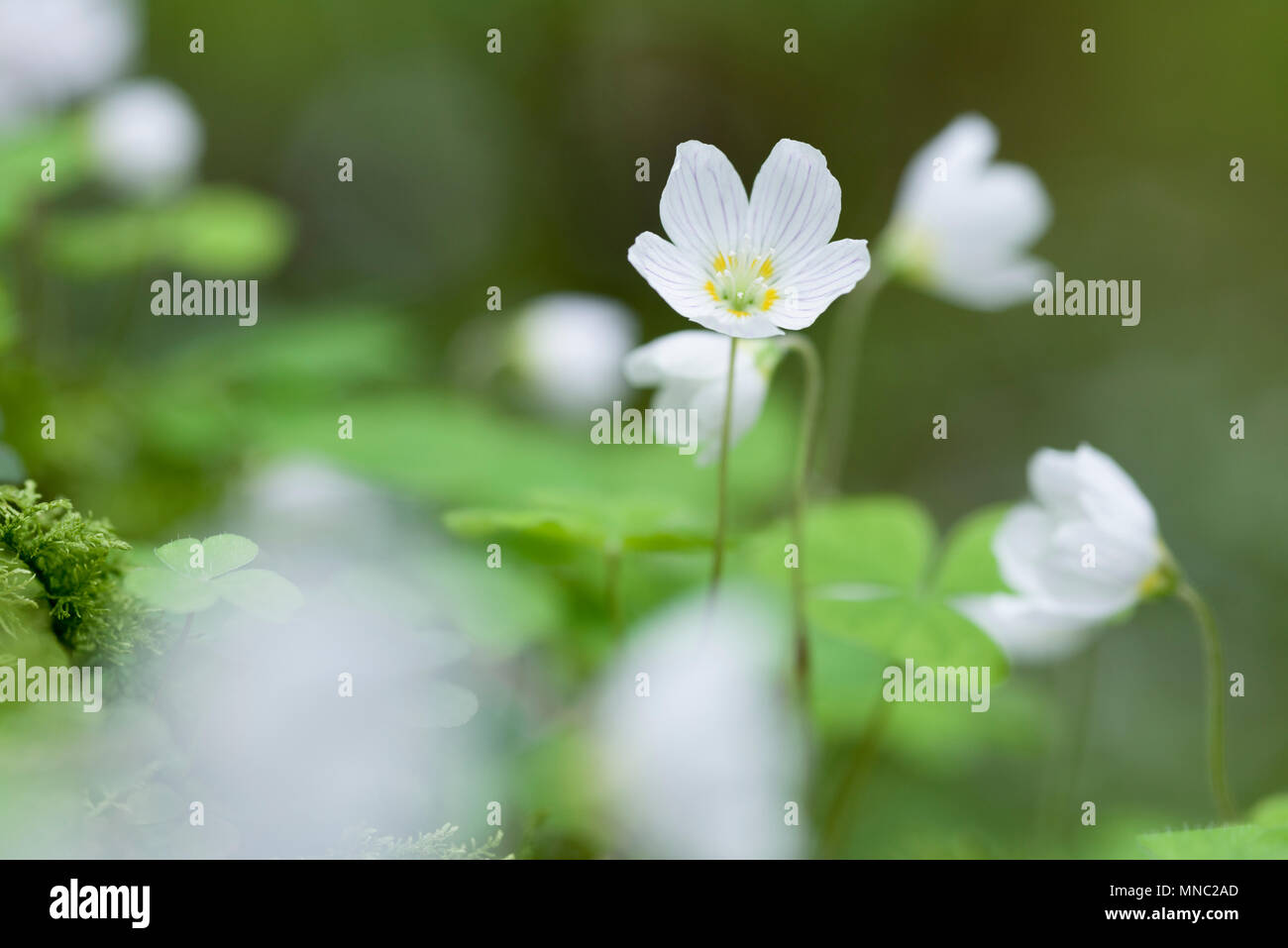 Gemeinsame Sauerklee (Oxalis Naiandinus) in Blüte in einem Waldgebiet in der Mendip Hills in Somerset, England. Stockfoto