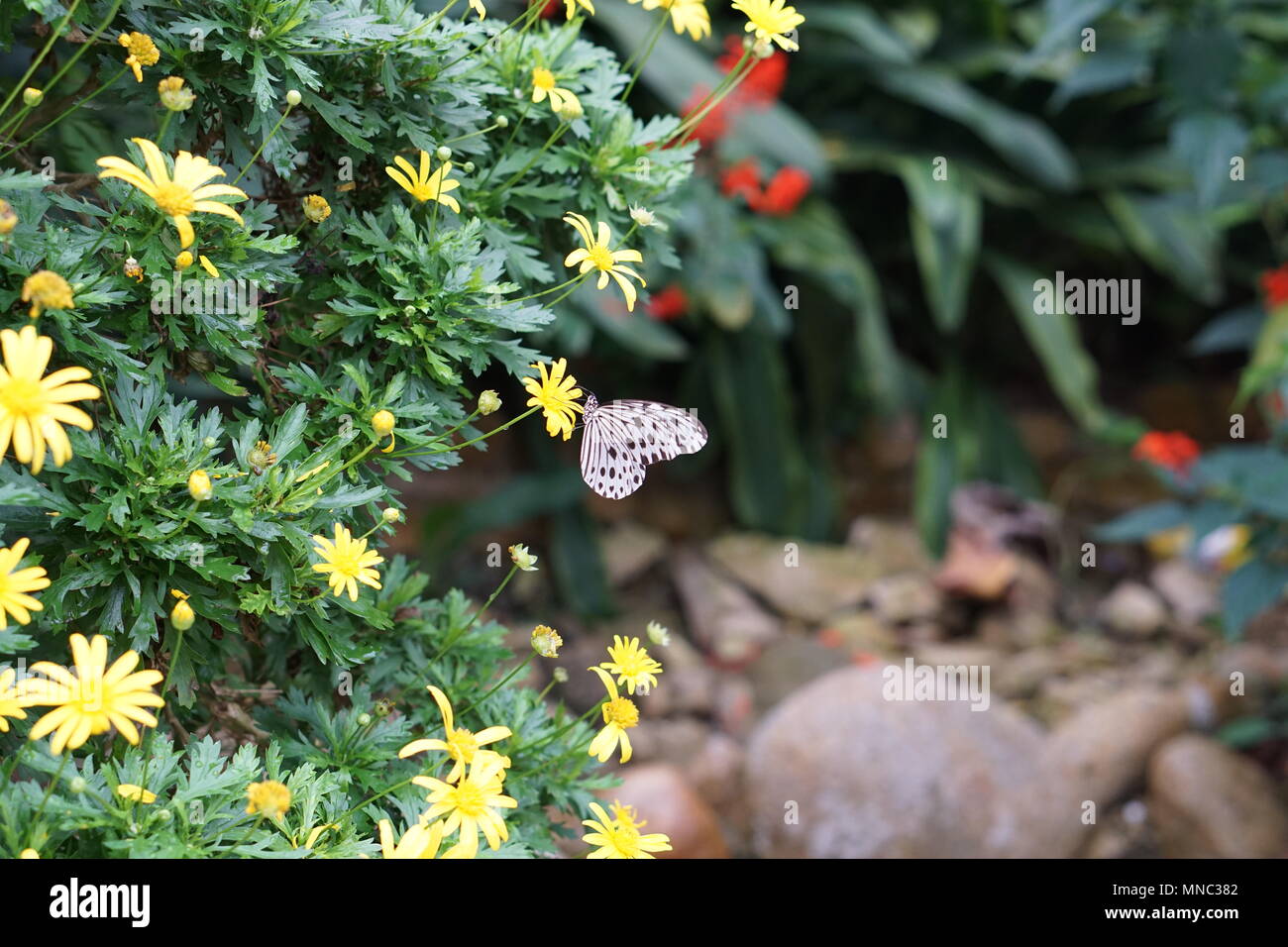 Reispapierschmetterling zwischen gelben Blüten Stockfoto