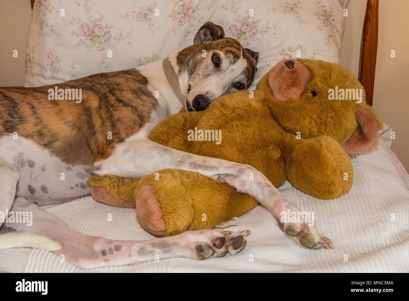 Ein BRINDLE-weiß pet Greyhound in Ruhe Kuscheln ein Teddybär Stockfoto